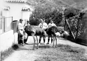 Black and white photo of people with two ostriches on a path used at Catalina Island Company