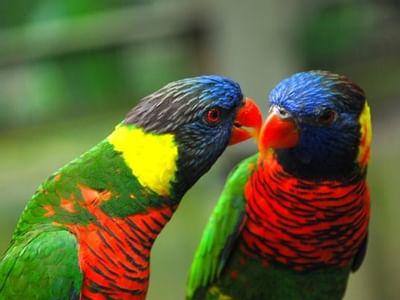 Birds interacting with each other at the Kuala Lumpur Bird Park near Sunway Velocity Hotel