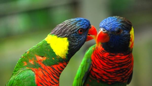 Birds interacting with each other at the Kuala Lumpur Bird Park near Sunway Velocity Hotel