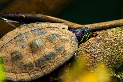 Tortuga tomando el sol