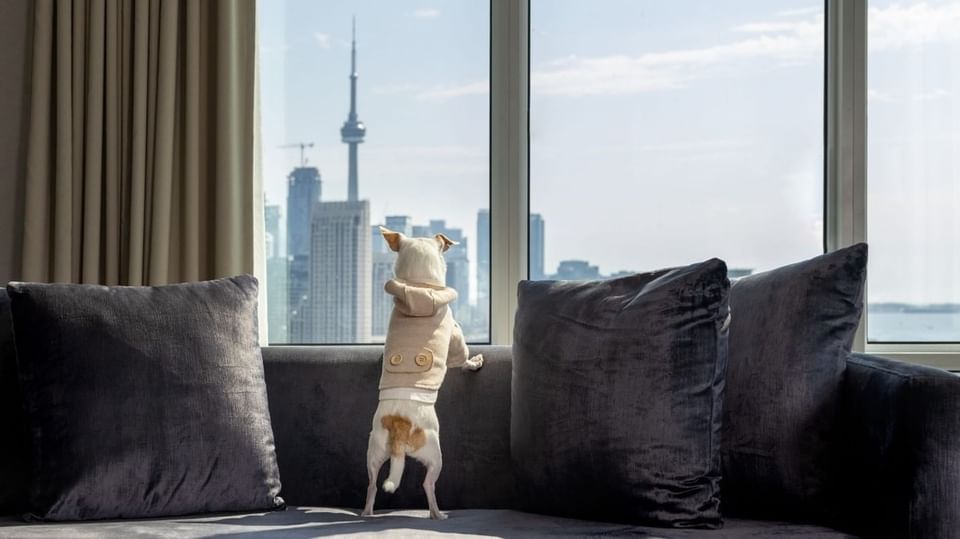 Un chien en manteau regardant par la fenêtre entre les coussins du canapé à l'hôtel X Toronto