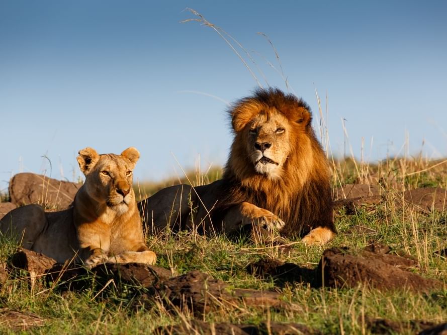 view of pride lion and lioness gazing