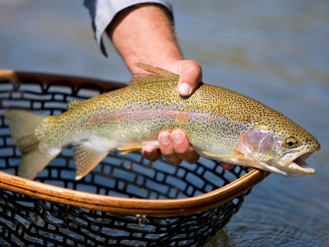 hand holding a rainbow trout above a net over the water