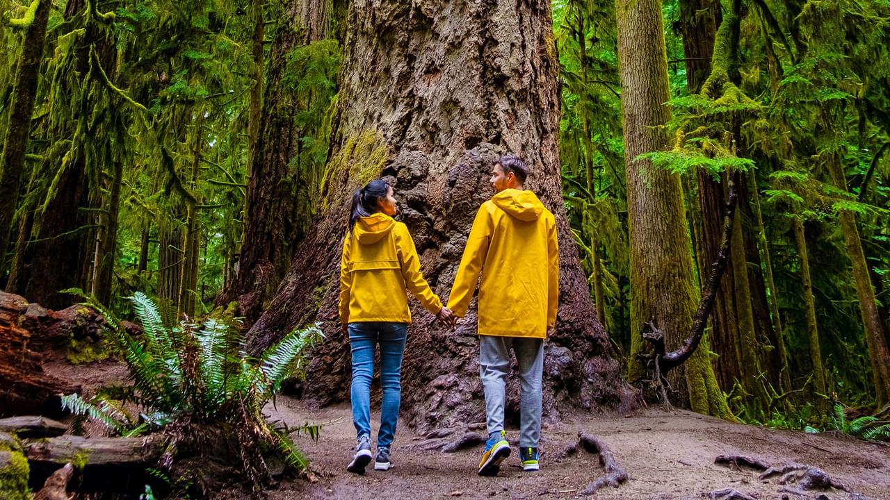 Couple walking hand in hand on a forest path toward a tall tree