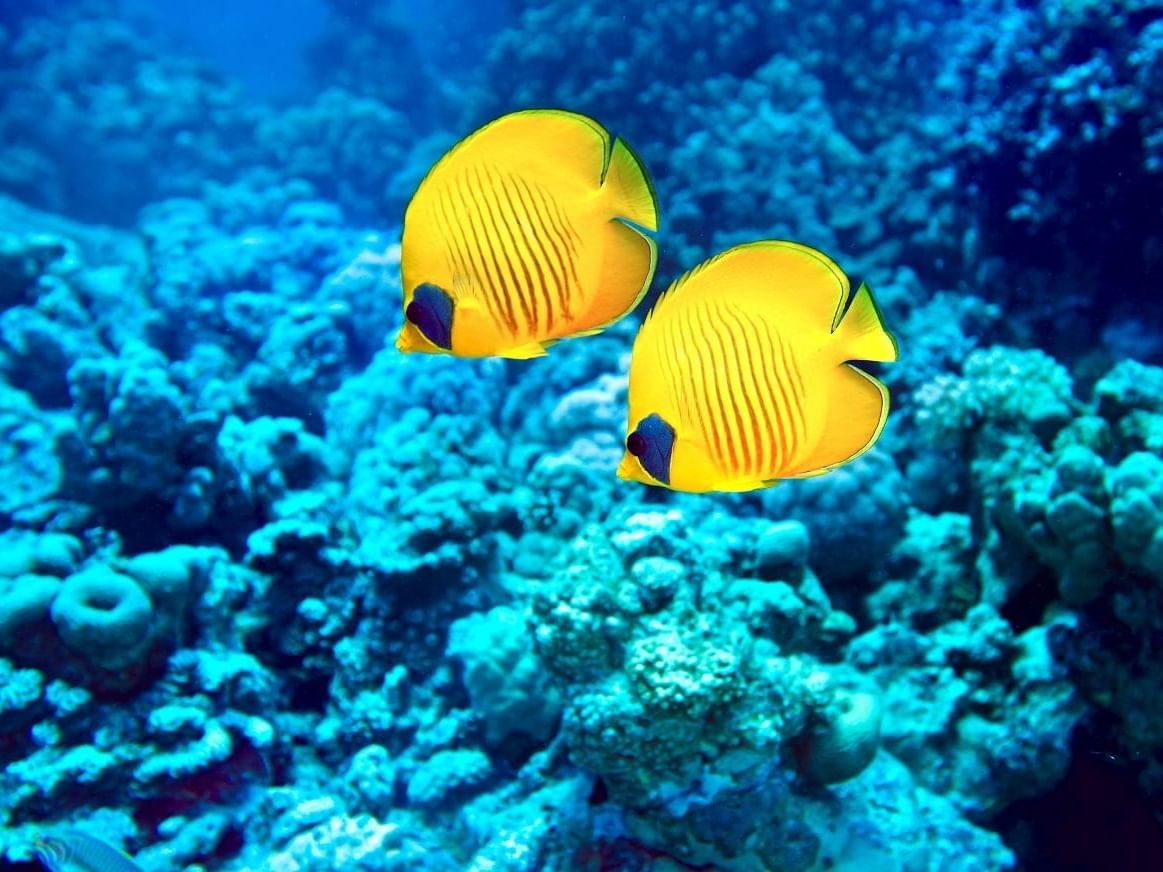 Fish and corals underwater near Daydream Island Resort