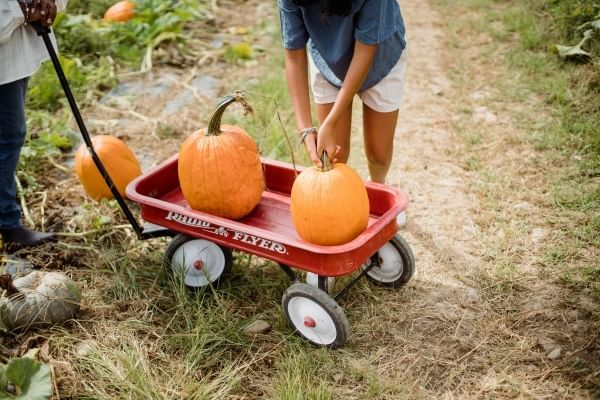 Tis the season or fall festivals and pumpkin patches in Orlando!