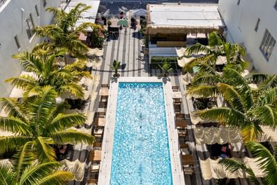 Aerial view of the pool with sun loungers around palm trees at Fairwind Hotel Miami