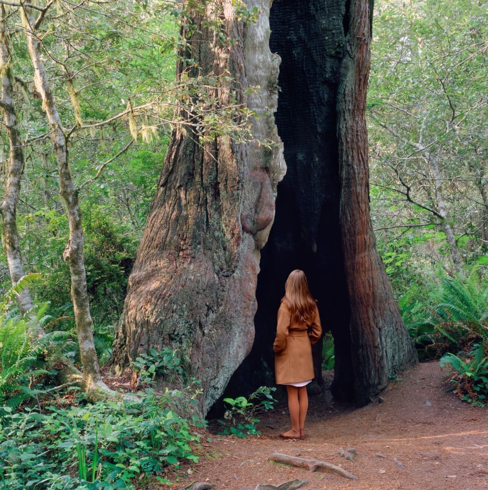 Woman standing facing the front of a hollow tree
