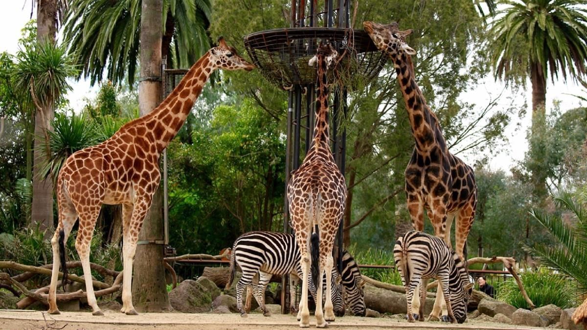 Animals in Melbourne Zoo near Pullman Melbourne City Centre