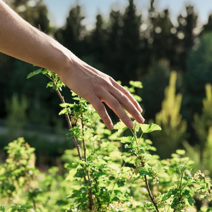 Eine Hand greift nach einer Pflanze mit grünen Blättern vor einem Hintergrund von Bäumen.