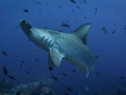 Shark and small fishes in Golfo Dulce near Marina Bahia Golfito