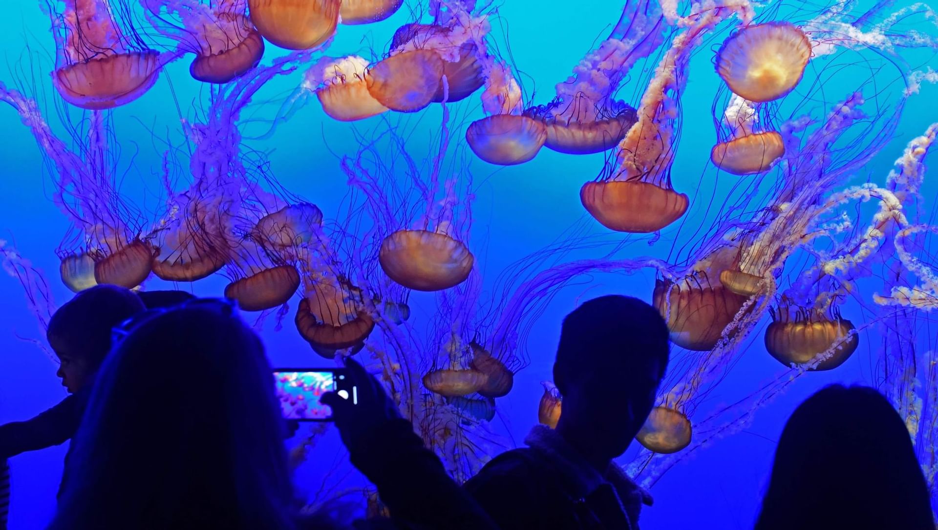Jellyfish at Monterey Bay Aquarium near Pine Inn