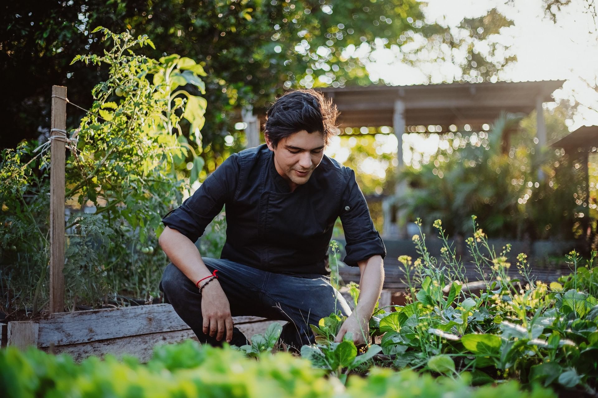 Dedicated chef harvests fresh greens in organic garden under soft golden light at Cala Luna Boutique Hotel