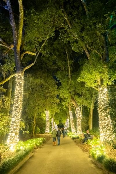 A couple walking along a path of tall trees lit with white Christmas lights at Dazzling Nights in Orlando.