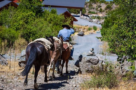 adventurous Horse Back riding at NOI Puma Lodge Hotel