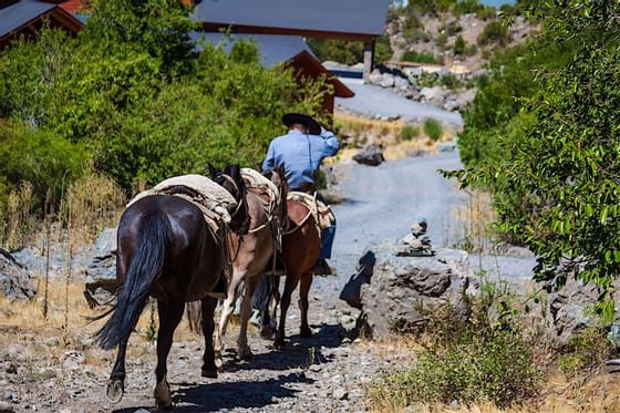 adventurous Horse Back riding at NOI Puma Lodge Hotel
