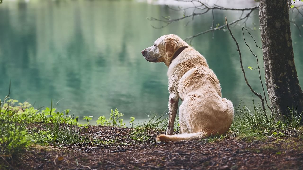 A dog by the lake