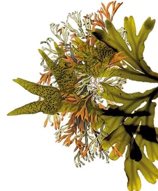 Detailed image of various types of Mediterranean seaweed used in the spa treatments at Marbella Club