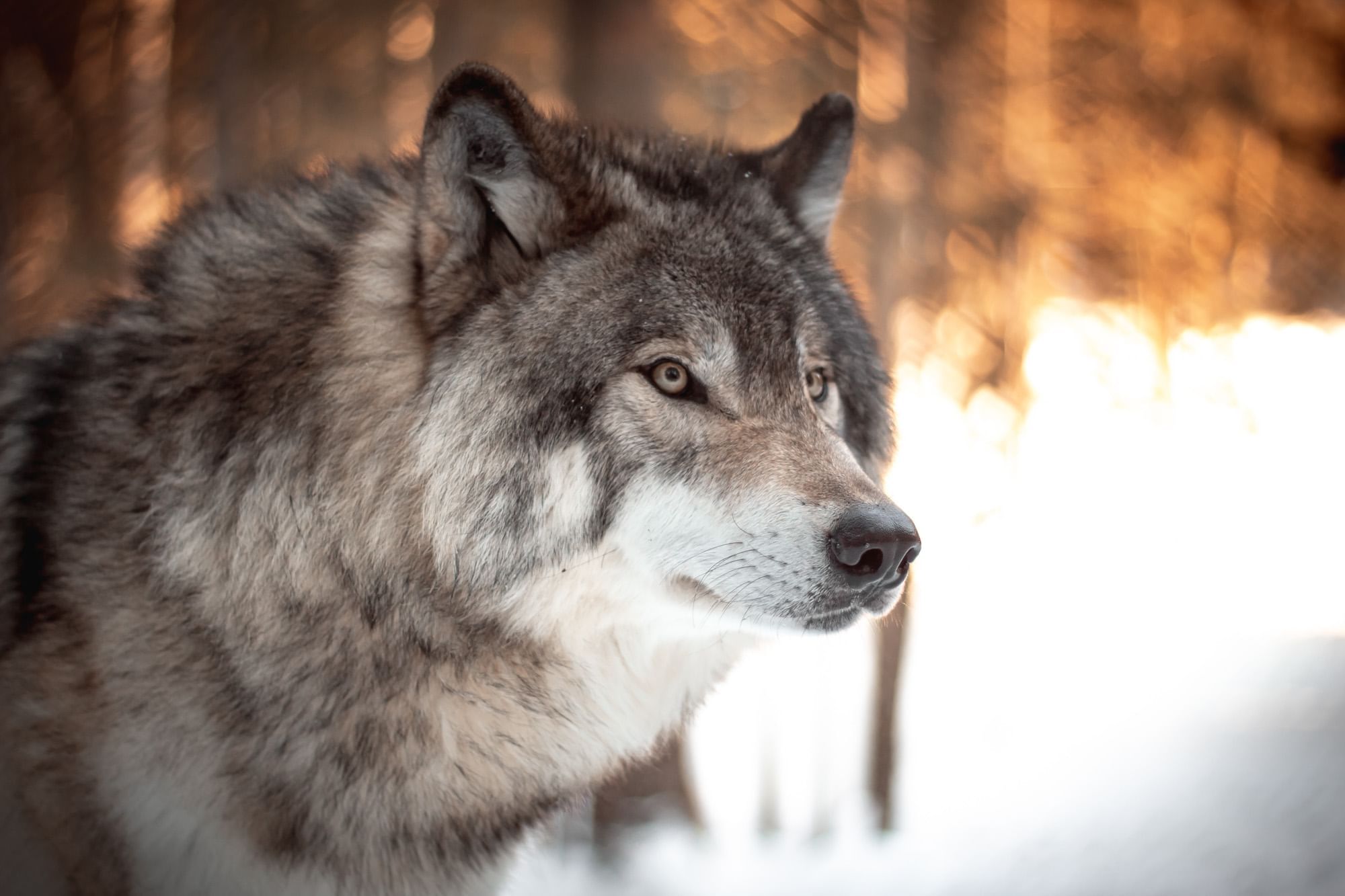 We can recommend a visit to Yamnuska Wolfdog Sanctuary