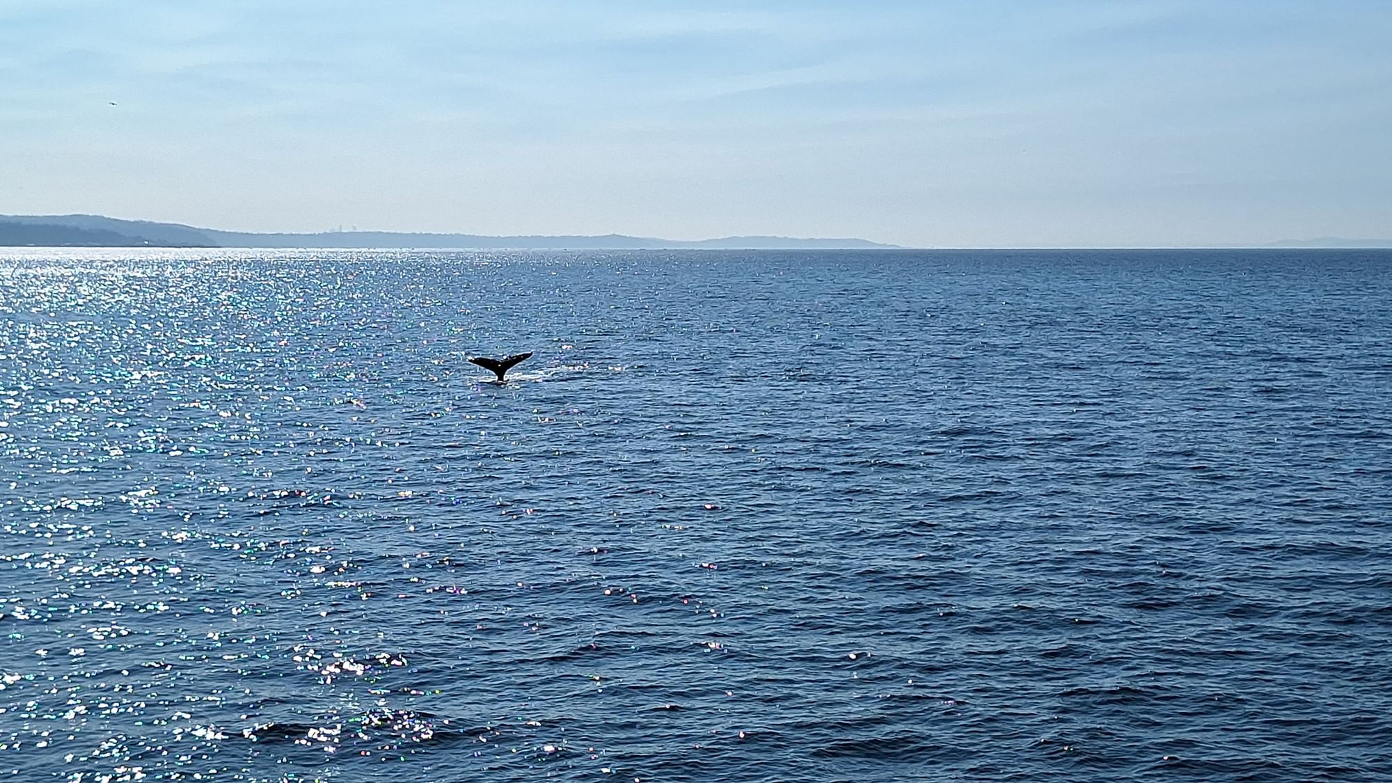Whale tail breaching above the blue ocean water under a clear sky near Warwick Seattle