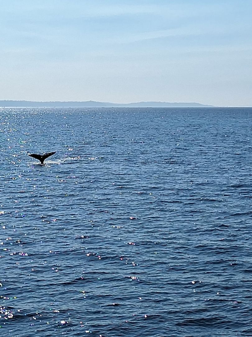 Whale tail breaching above the blue ocean water under a clear sky near Warwick Seattle