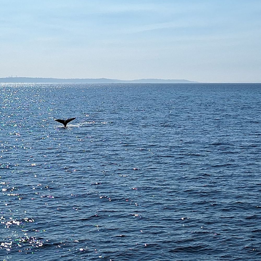 Whale tail breaching above the blue ocean water under a clear sky near Warwick Seattle