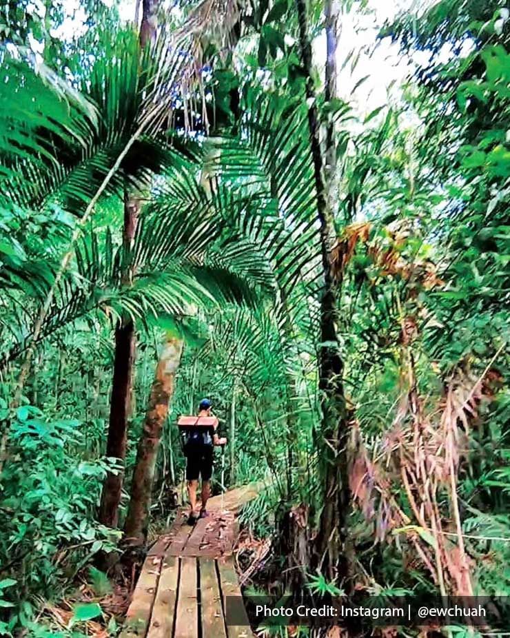 A man was walking in the forest at Penang National Park - Lexis Suites Penang