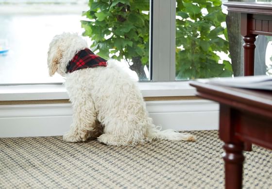 View of a dog looking through window at Granville Island Hotel