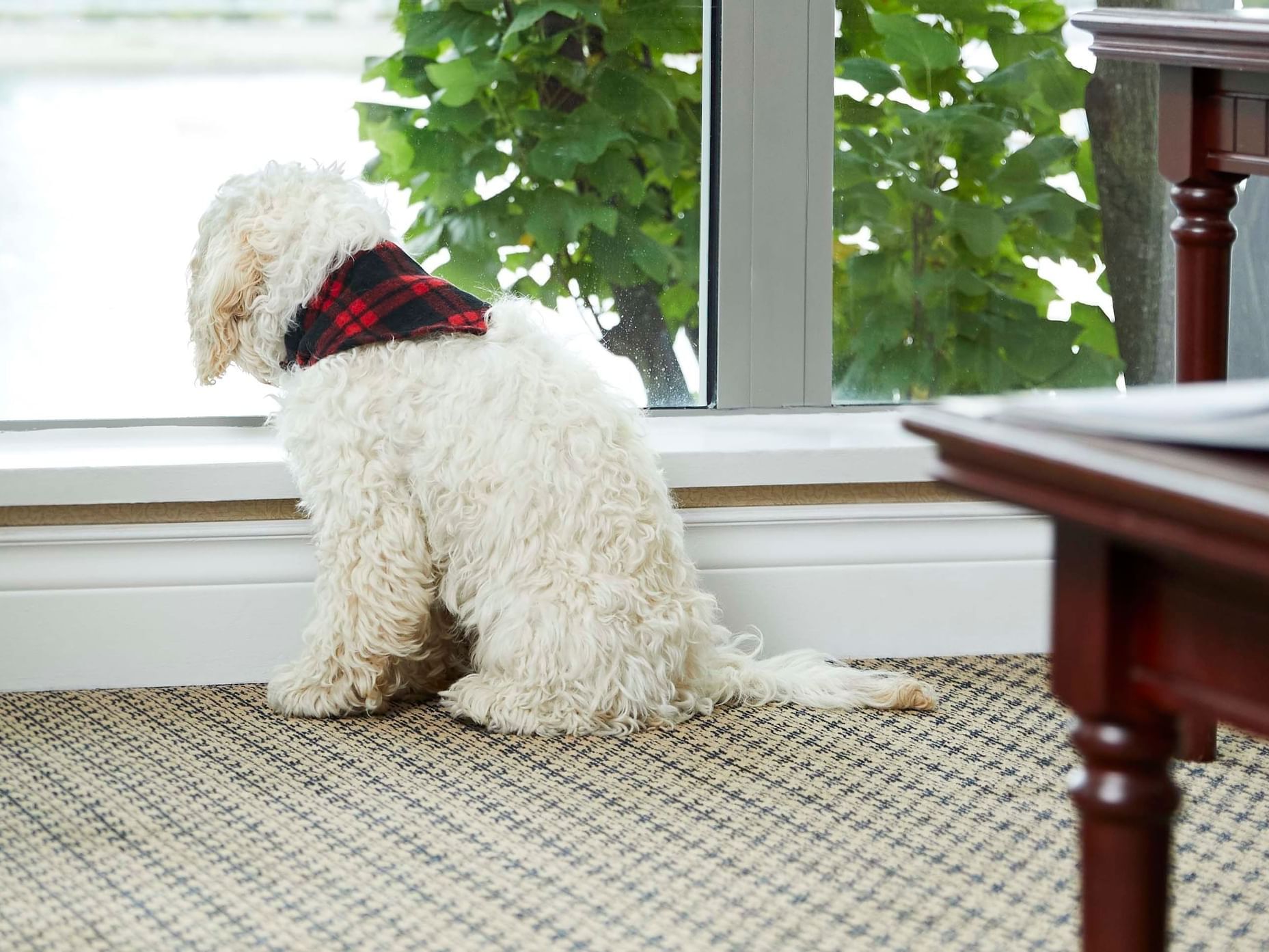 Pet friendly hotels in Vancouver