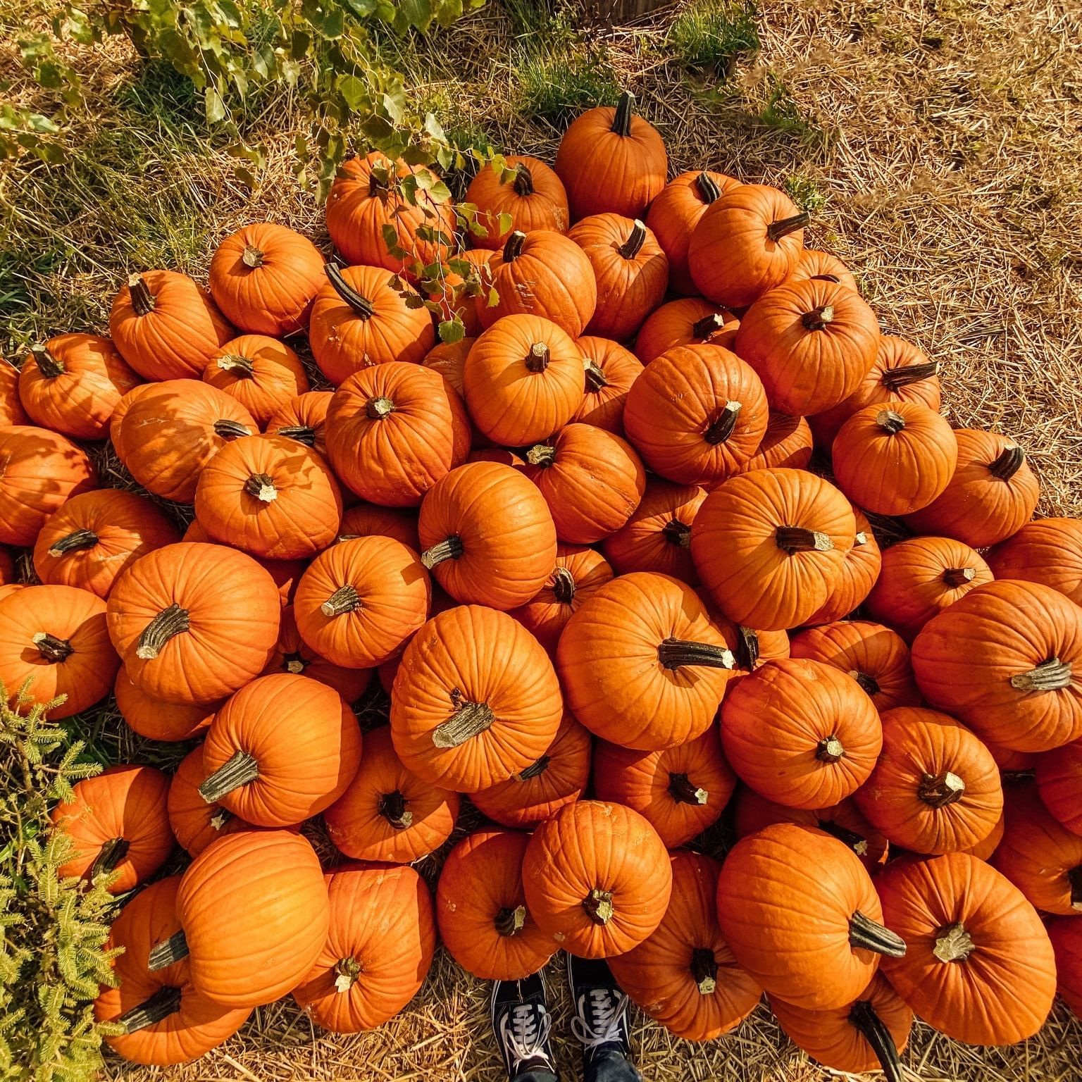 Great Scotts Farms Fall Festival pumpkin patch