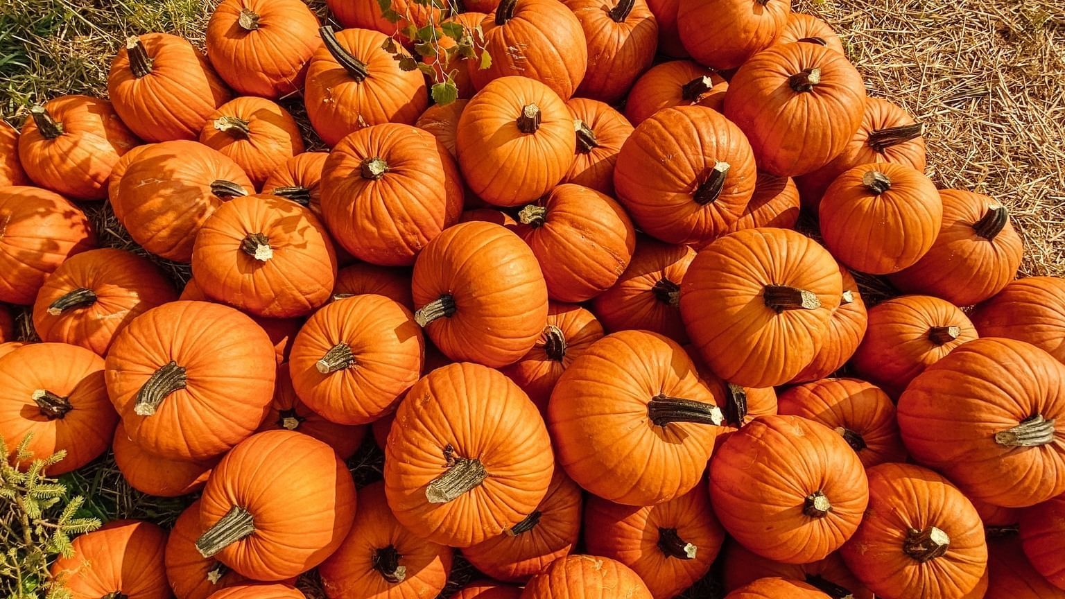 Great Scotts Farms Fall Festival pumpkin patch