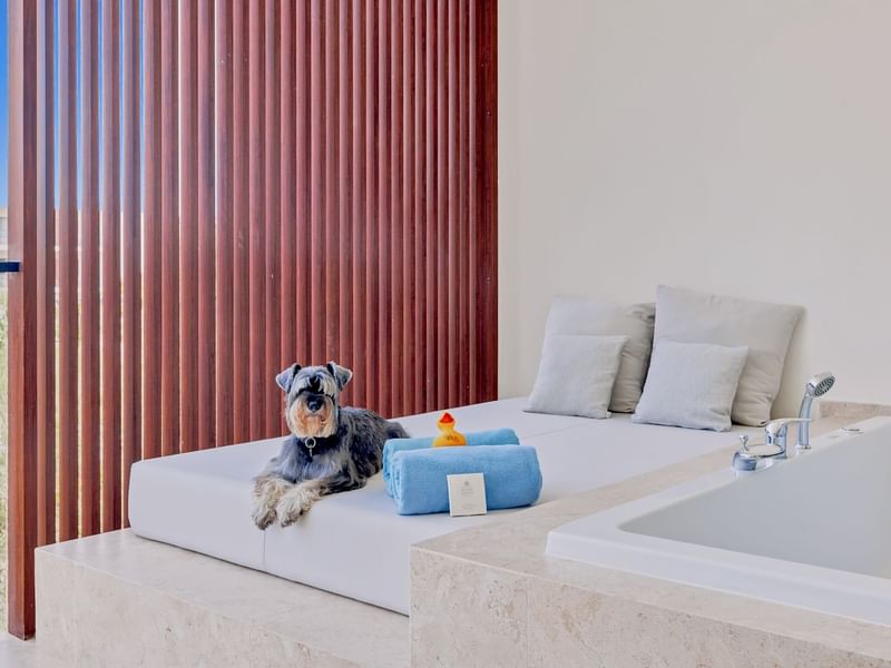 A dog lying on a bed with towels by a bathtub in a room at Live Aqua Resorts and Residence Club