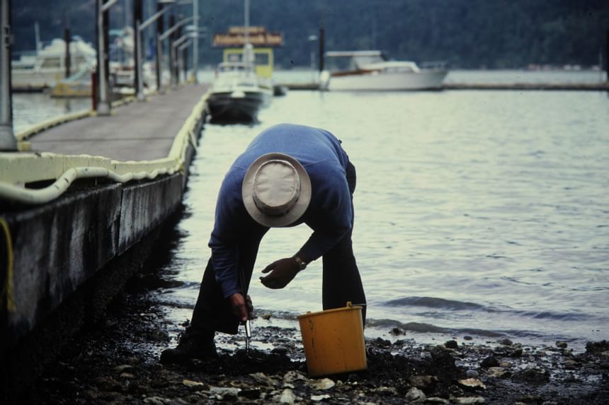 Vintage picture of a man collecting oysters, Alderbrook Resort