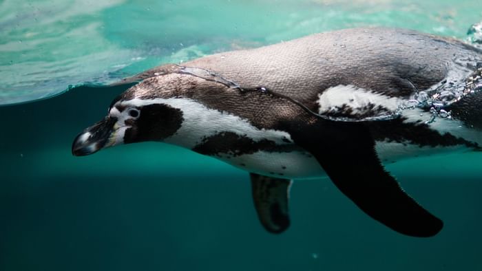 Penguin in water in La Palmyre Zoo nearOriginals Hotels