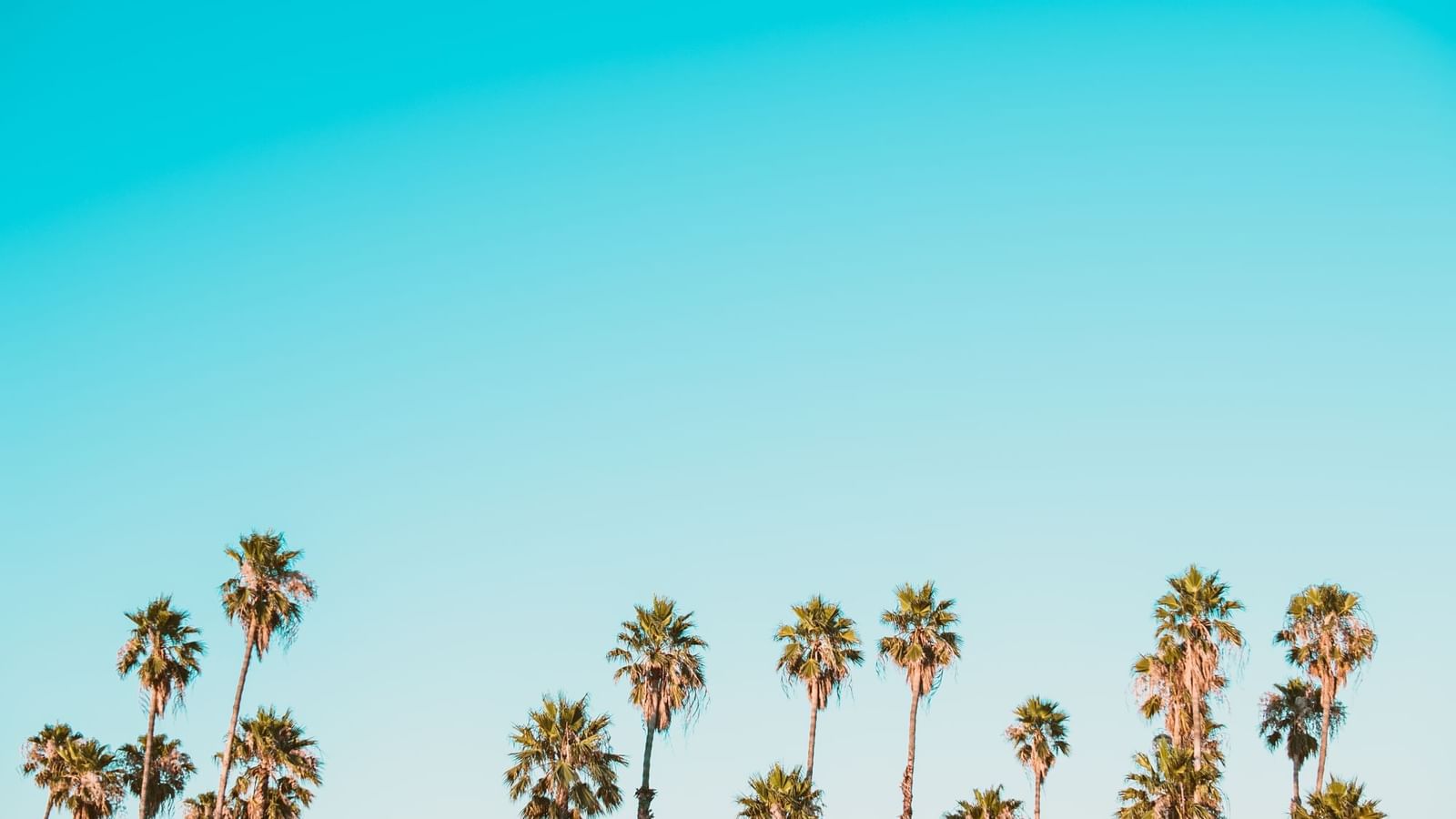 California palm trees & sky at Legacy Vacation Resorts