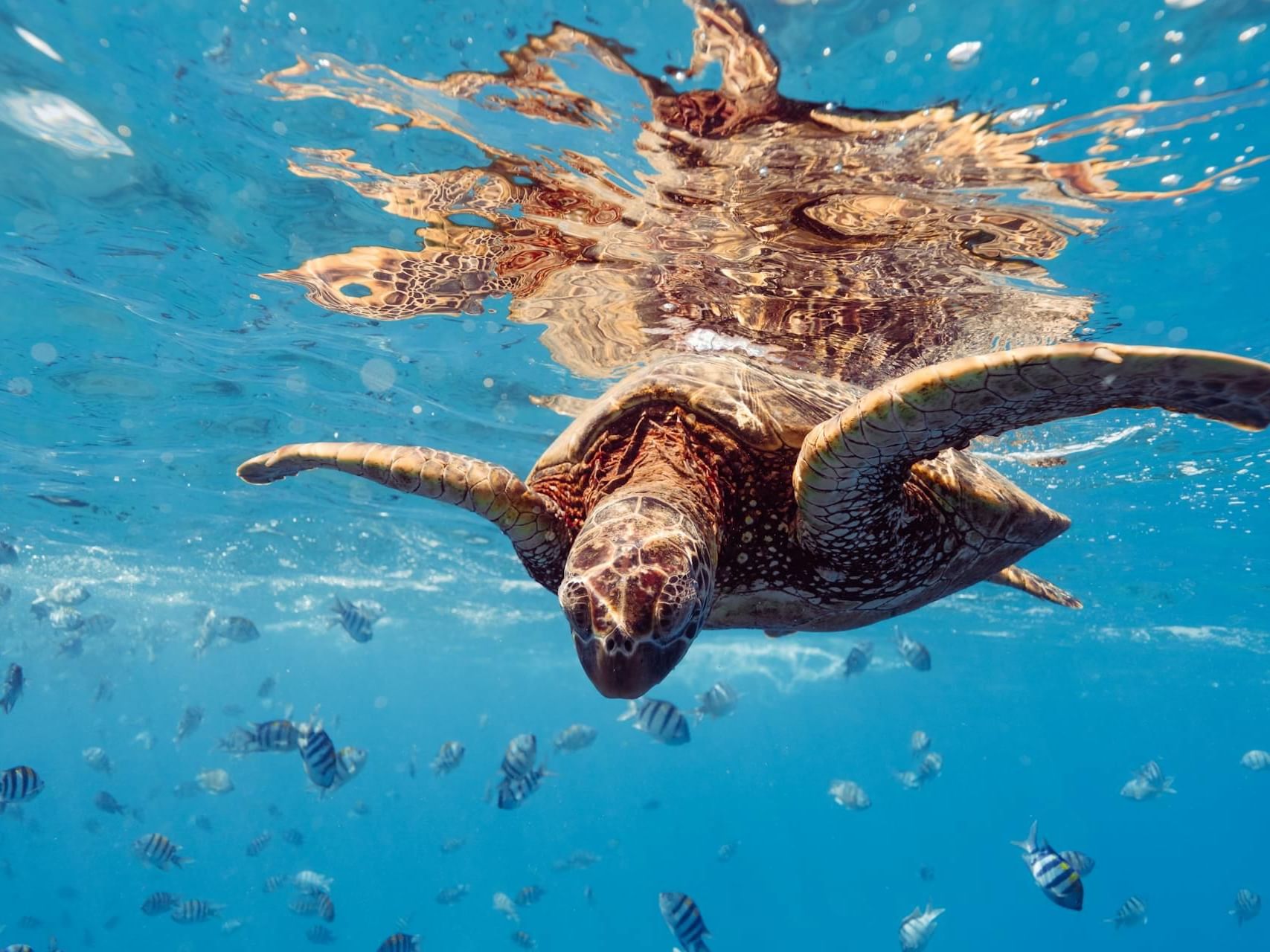 Green sea turtle captured underwater, featuring Marine Biology Station near Ananea Madivaru Maldives