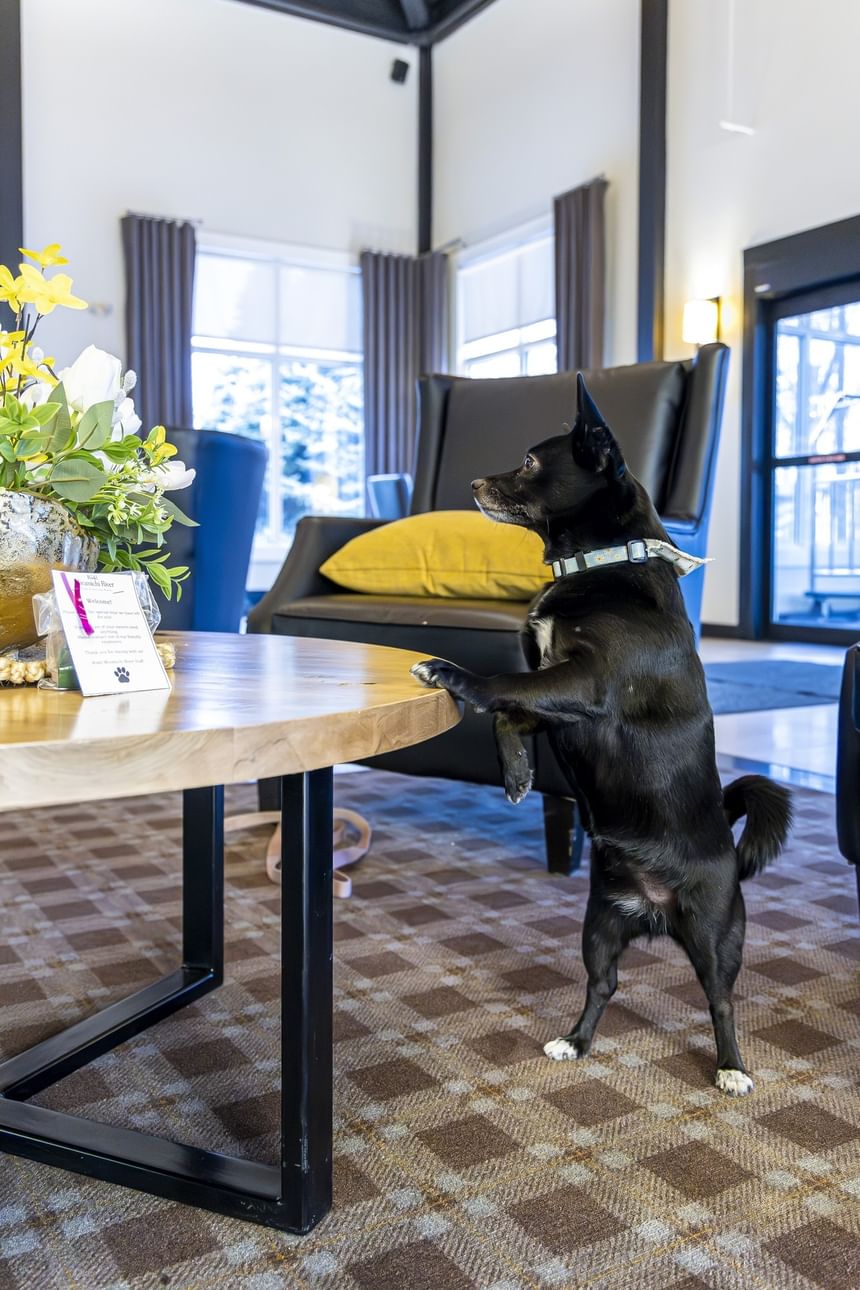Dog standing by a round wooden table near armchairs at Rodd Miramichi River, best places to stay in Miramichi
