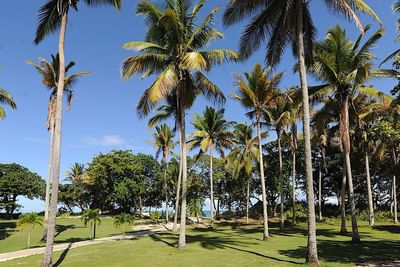 Coconut trees in the garden area at Blue JackTar Hotel