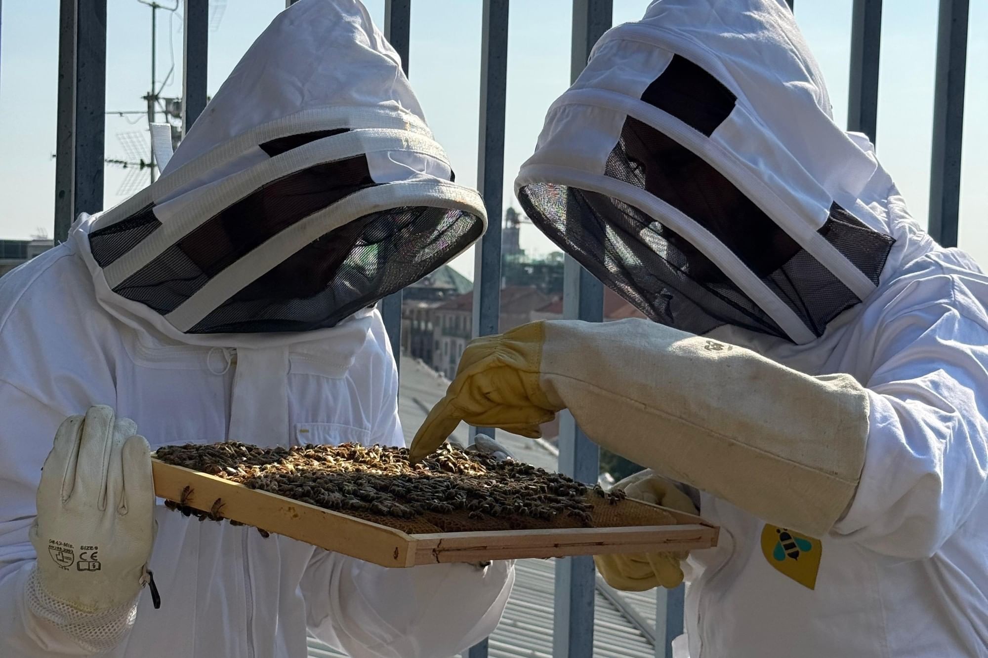 Close-up of two beekeepers inspecting a frame of busy honeycomb and bees on the sunny rooftop garden at Urban Hive Milano