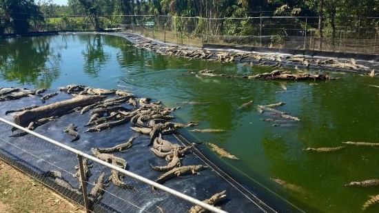 Crocodylus park located near the Darwin Airport Hotels