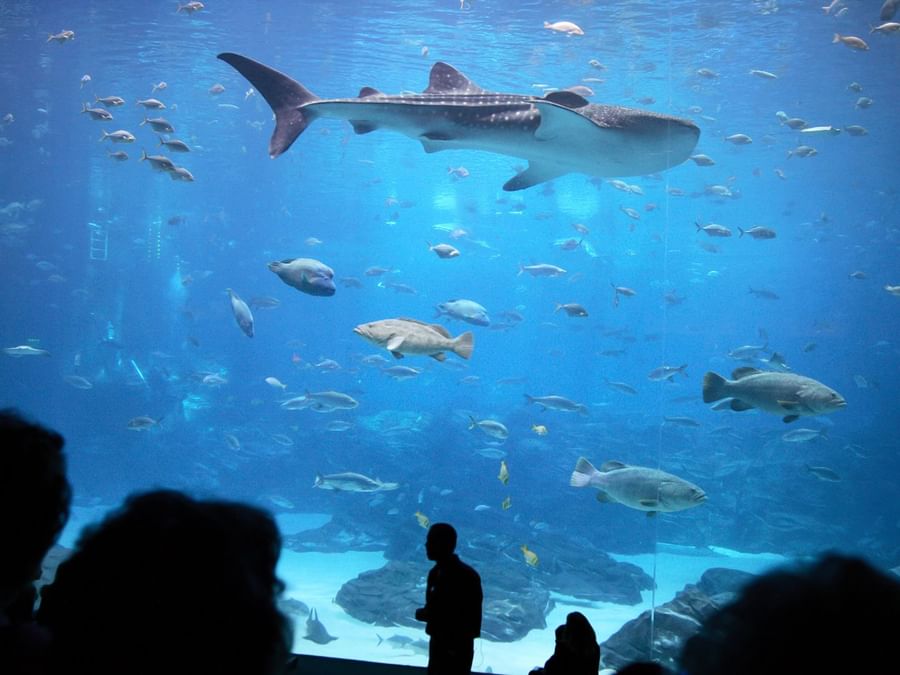 Visitors observing various fish in a massive aquarium tank in Dubai Aquarium & Underwater Zoo near DAMAC Hotels & Resorts