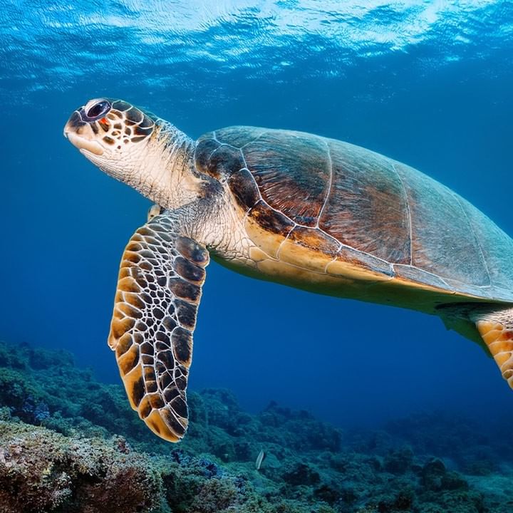 Meeresschildkröte schwimmt über Korallenriff im blauen Ozeanwasser.