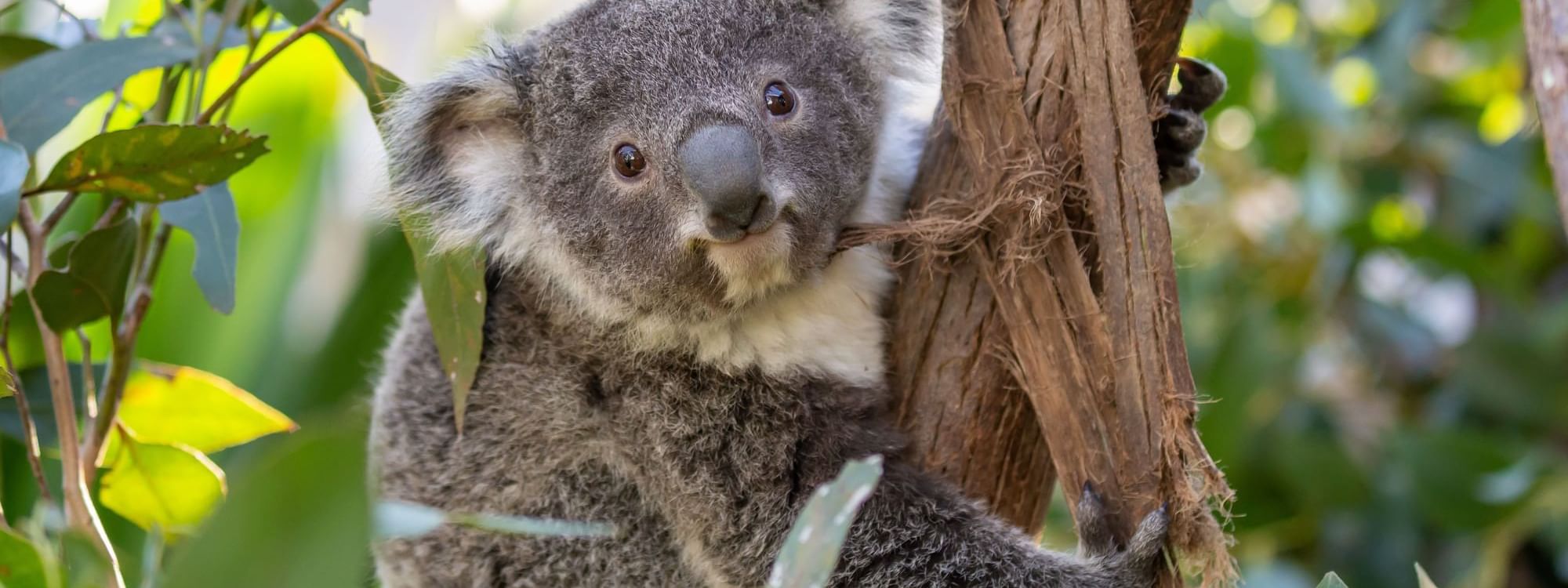 Wild Life Sydney Zoo