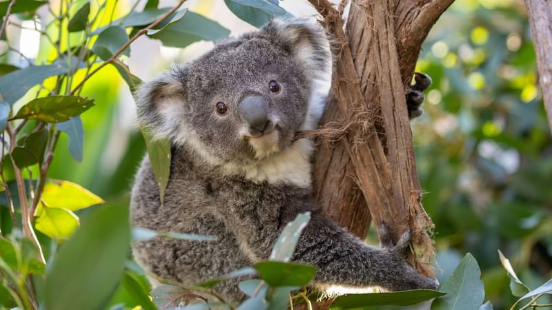 Wildlife Sydney Zoo