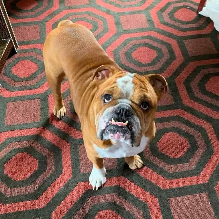 bulldog inside the empire hotel