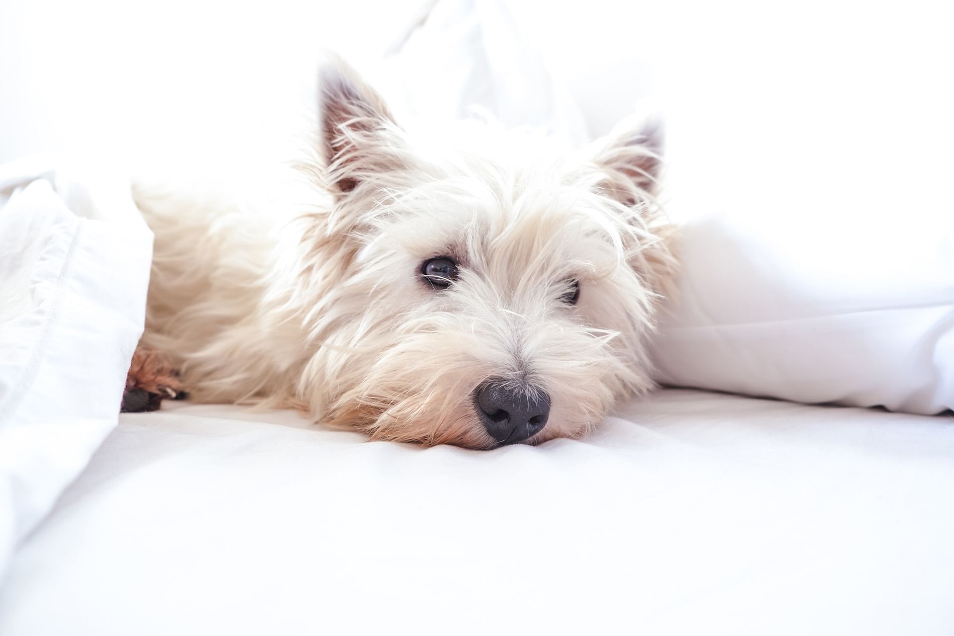 White Terrier resting on a bed with a soft pillow at dog friendly Fiesta Americana Travelty