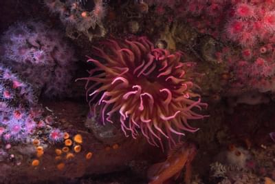 Monterey Bay Aquarium near The Monterey Hotel