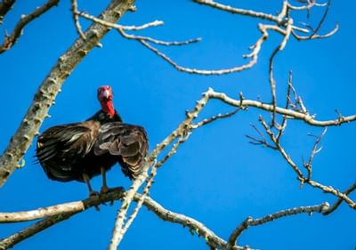 Gran pájaro en rama