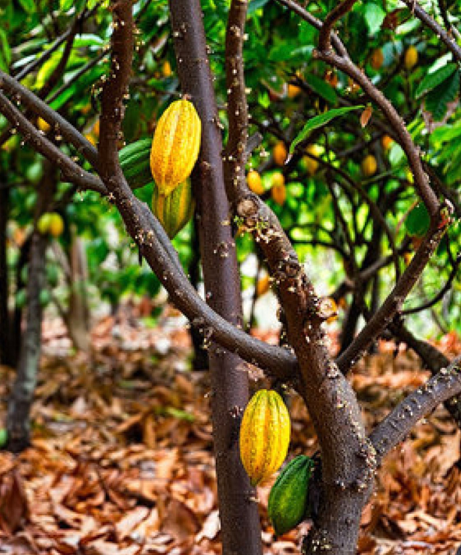 Chocolate Tour Costa Rica Rio Celeste Hideaway Hotel