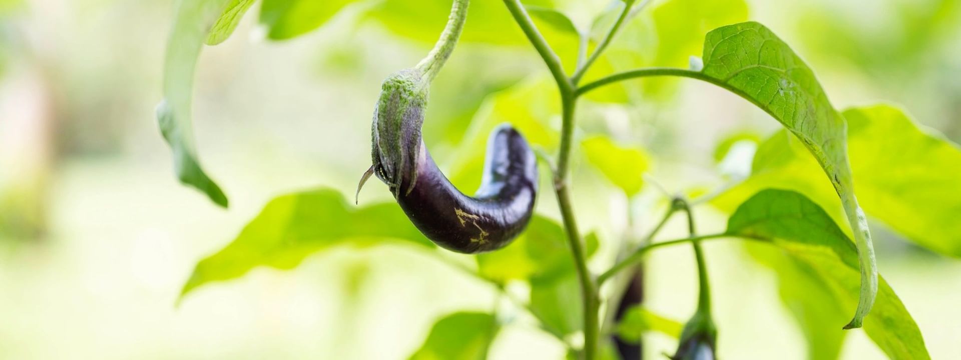 Eggplants growing on plant with green leaves, local activities at The Naviti Resort in Korolevu, Fiji